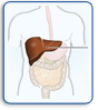 Foie et vésicule bilaire
