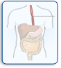 Oesophage