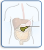 Pancreas