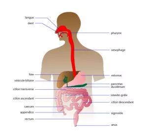 oesophage