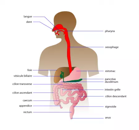 oesophage